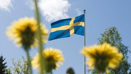 Gula maskrosor med svenska flaggan i bakgrunden